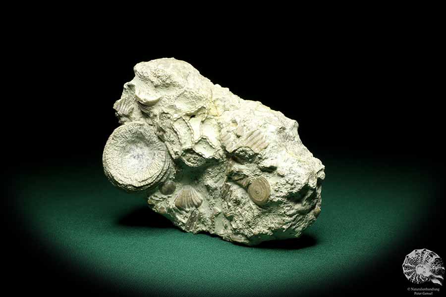 Cystiphyllum spec. & Catenipora spec. & Paleocyclus porpita (19848) a coral from Sweden | Fossils | Corals