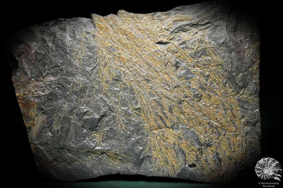 Calamites spec. (1985) a fossil plant from Germany | Fossils | Plants