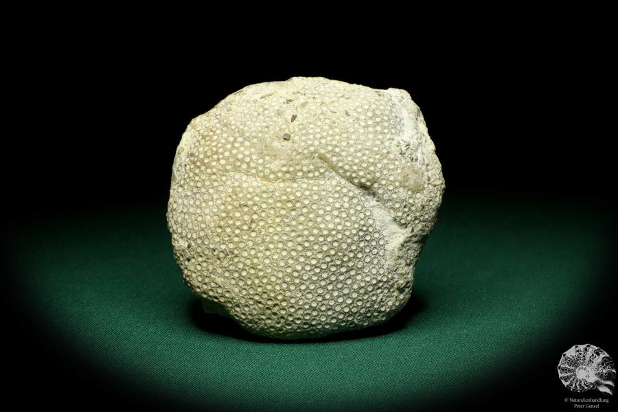 Heliolites spec. a coral