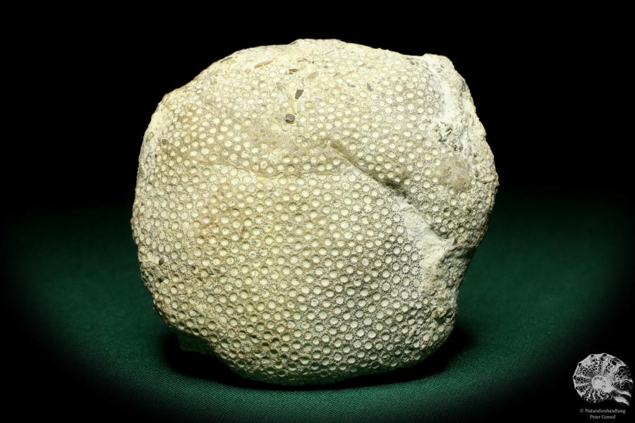 Heliolites spec. a coral