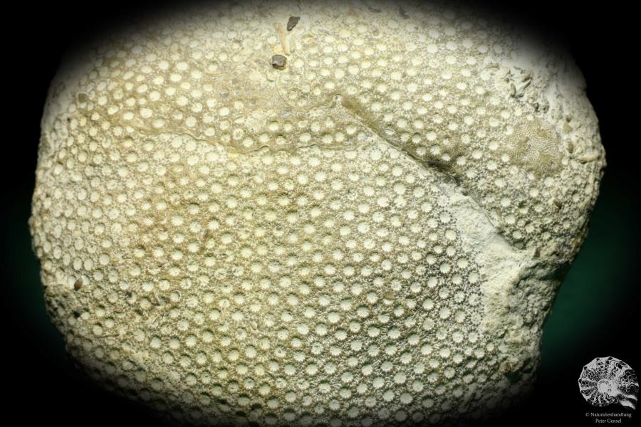 Heliolites spec. a coral