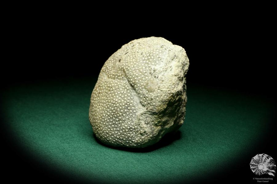 Heliolites spec. a coral