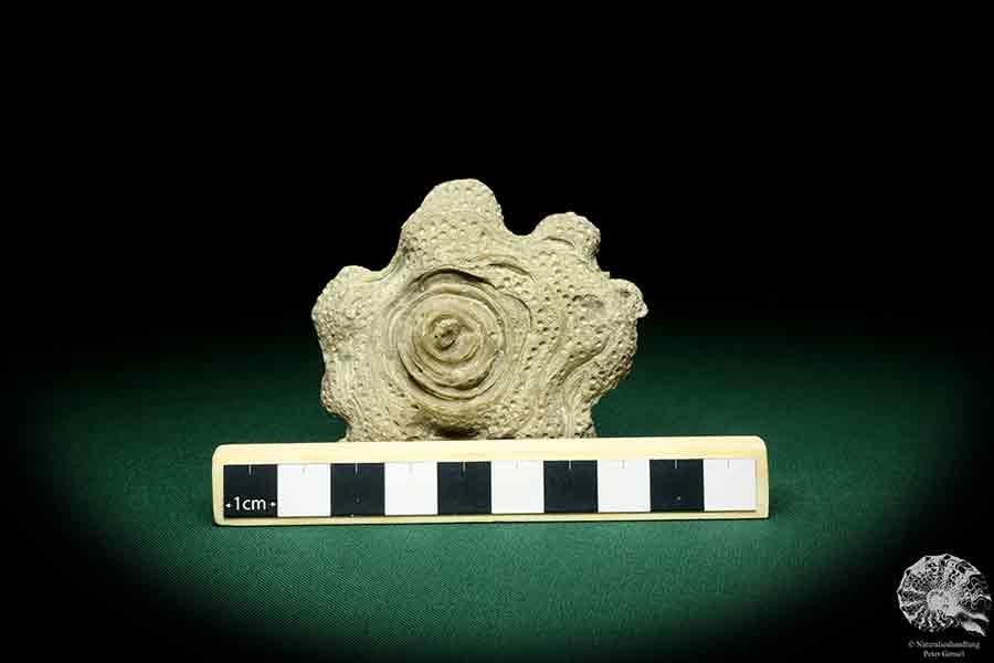 Heliolites spec. a coral