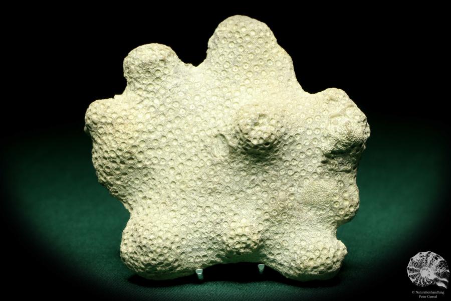 Heliolites spec. a coral