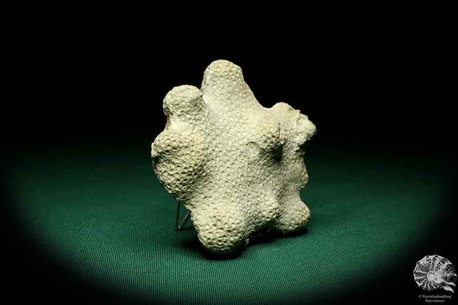 Heliolites spec. a coral