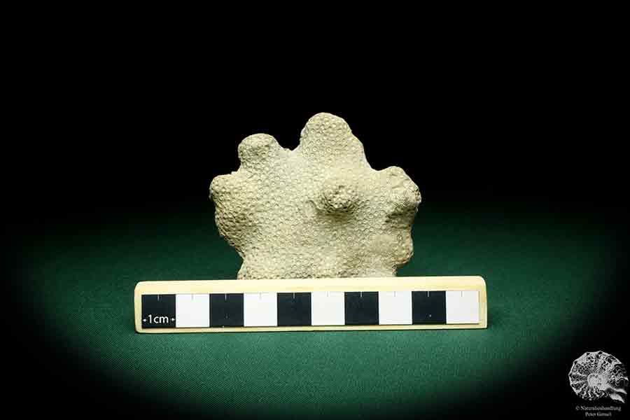 Heliolites spec. a coral