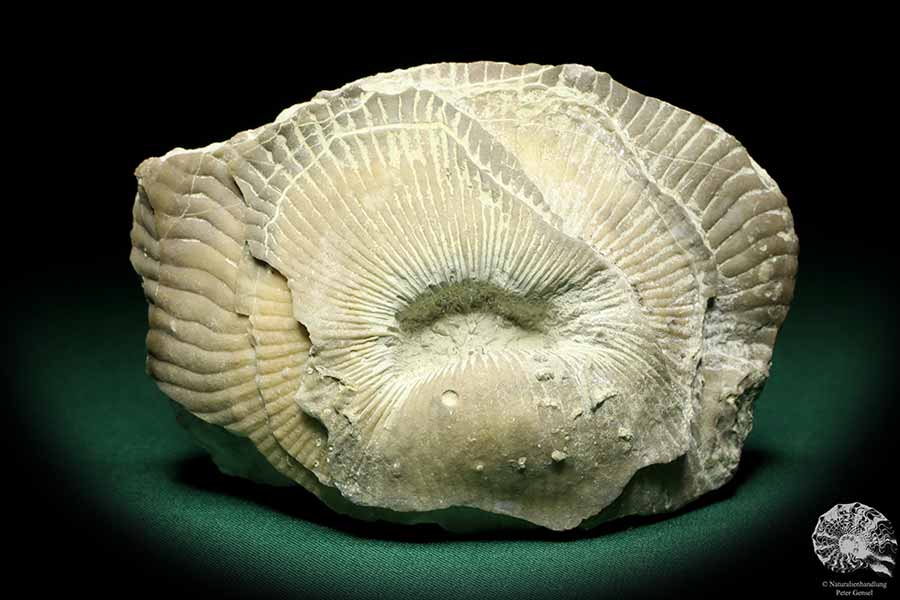 Schlotheimophyllum patellatum (19855) eine Koralle aus Schweden | Fossilien | Korallen