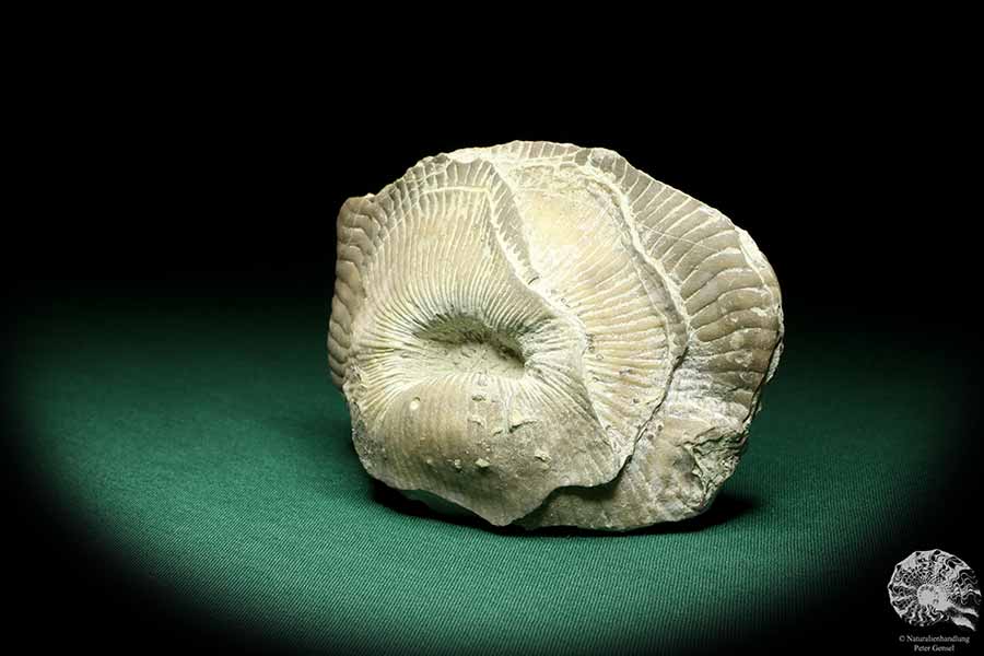 Schlotheimophyllum patellatum (19855) eine Koralle aus Schweden | Fossilien | Korallen