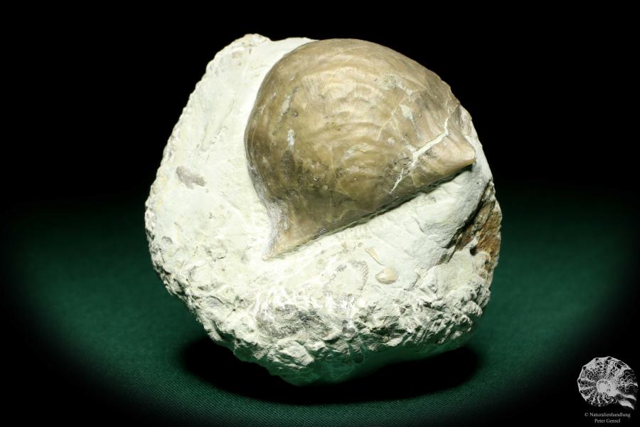 Strophonella spec. a shell