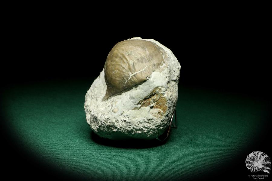 Strophonella spec. a shell