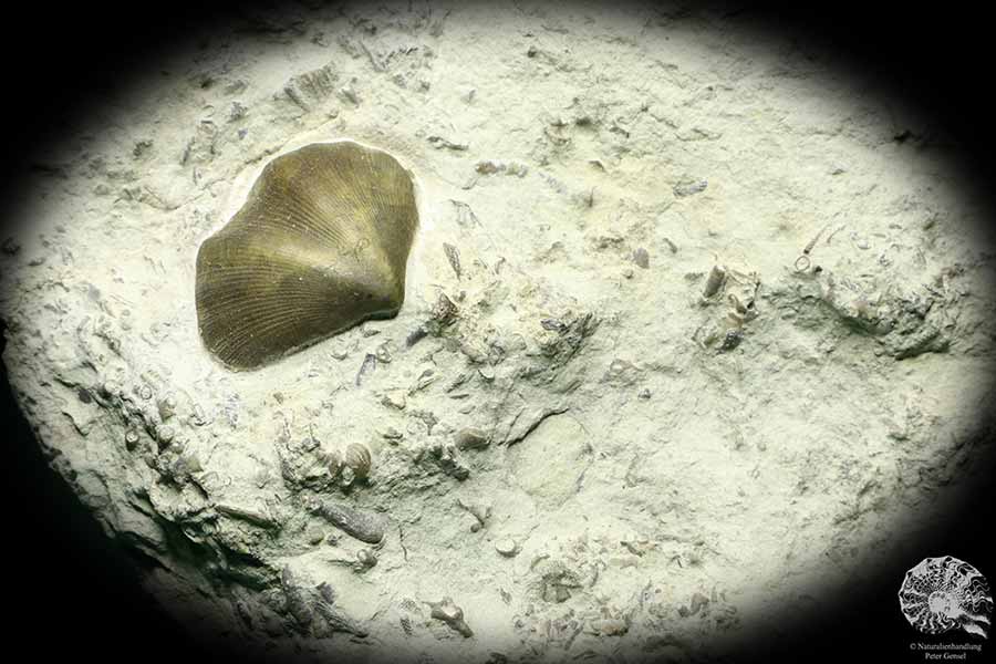 Eospirifer spec. (19858) a shell from Sweden | Fossils | Shells & Brachiopods