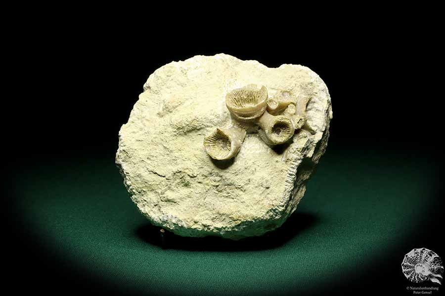 cf. Cyatophyllum spec. (19860) a coral from Sweden | Fossils | Corals