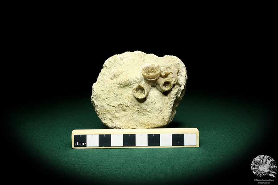 cf. Cyatophyllum spec. (19860) a coral from Sweden | Fossils | Corals