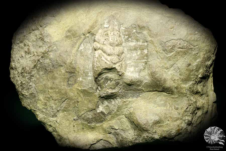 Pemphix sueuri (19865) ein Fossil aus Deutschland | Fossilien | Sonstige