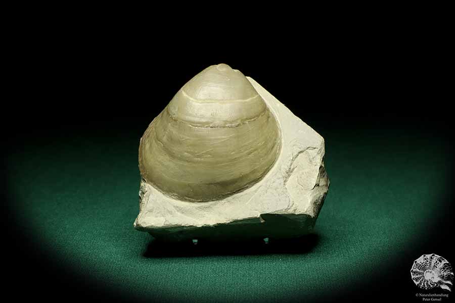 Lima lineata (19867) eine Muschel aus Deutschland | Fossilien | Muscheln & Brachiopoden