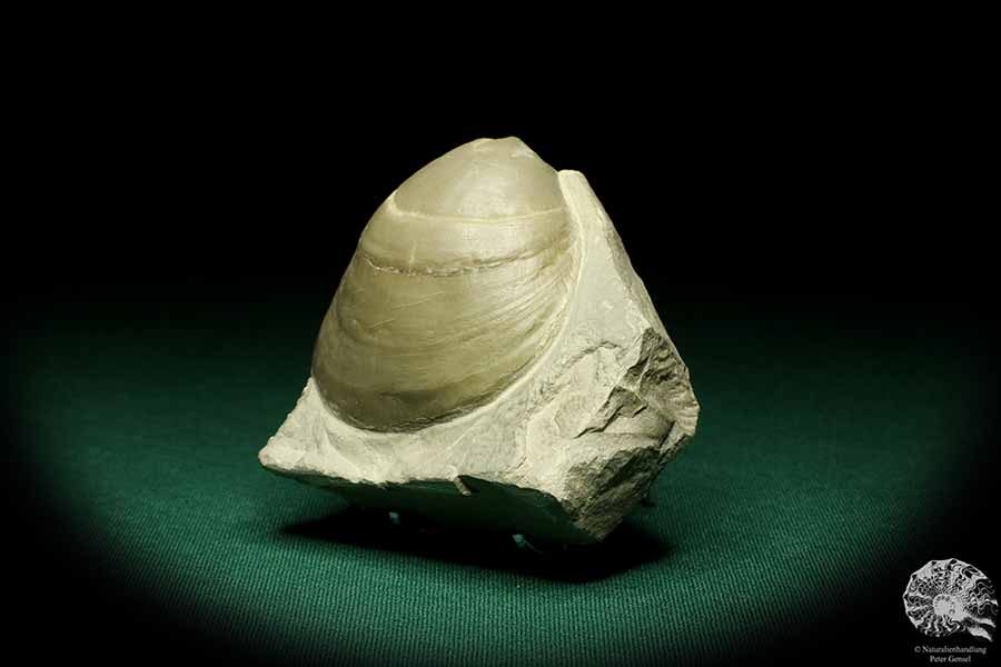 Lima lineata (19867) a shell from Germany | Fossils | Shells & Brachiopods