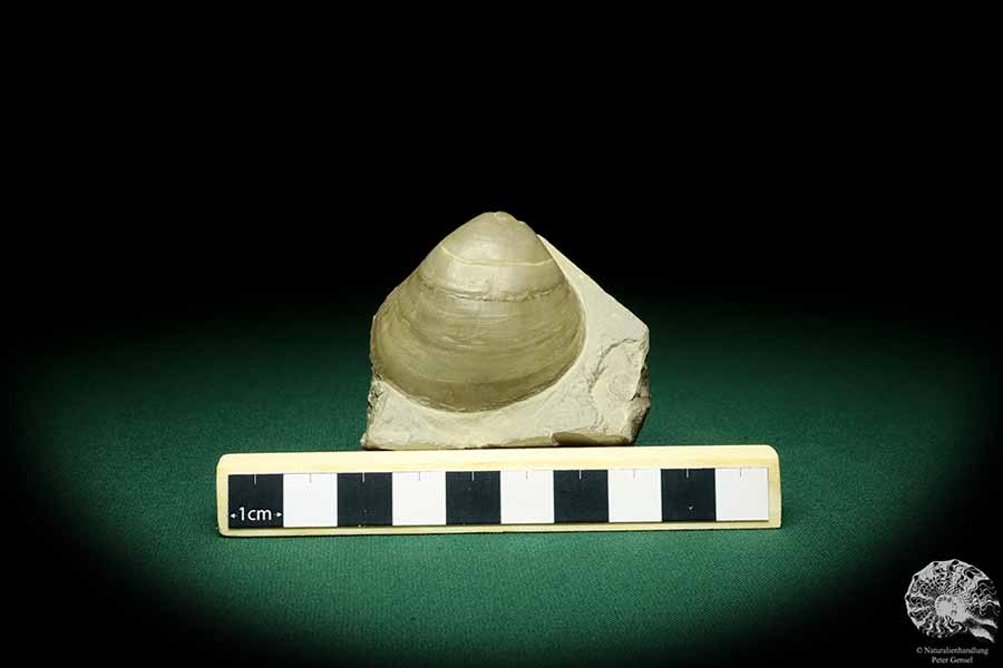 Lima lineata (19867) eine Muschel aus Deutschland | Fossilien | Muscheln & Brachiopoden