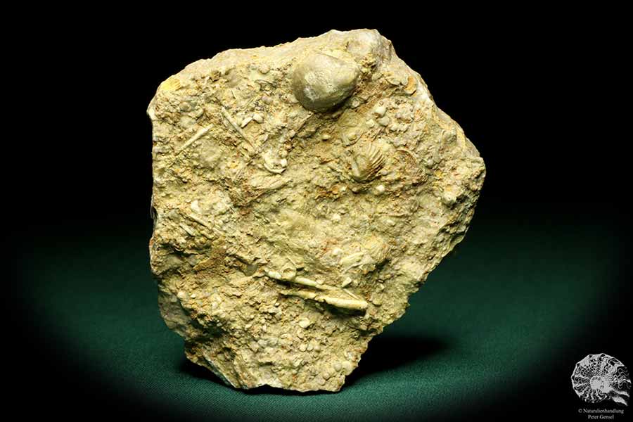 Cidaris grandaeva (19873) a echinoderm from Germany | Fossils | Echinoderms