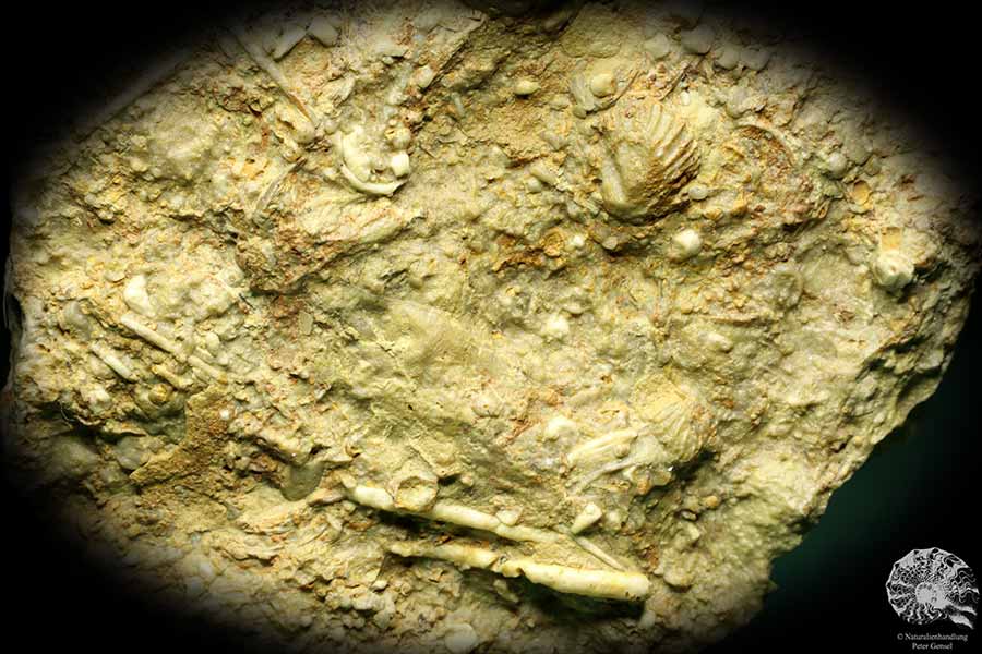 Cidaris grandaeva (19873) a echinoderm from Germany | Fossils | Echinoderms