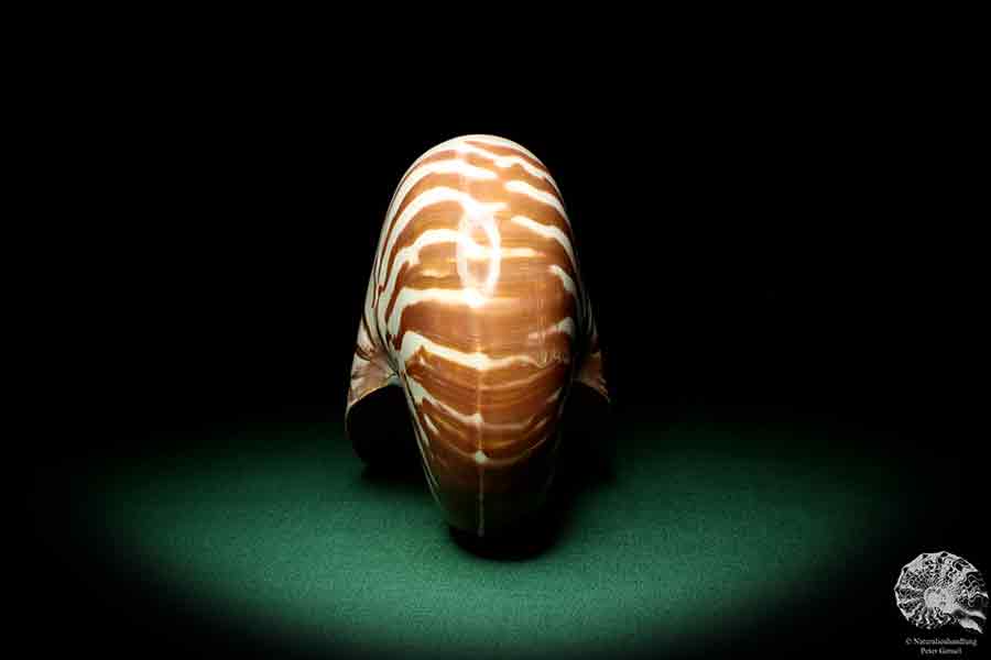 Nautilus pompilius a cephalopod