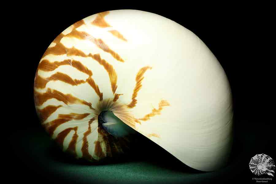 Nautilus pompilius ein Kopffüßer