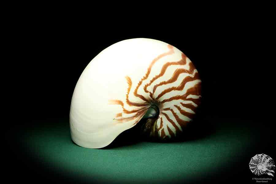 Nautilus pompilius ein Kopffüßer