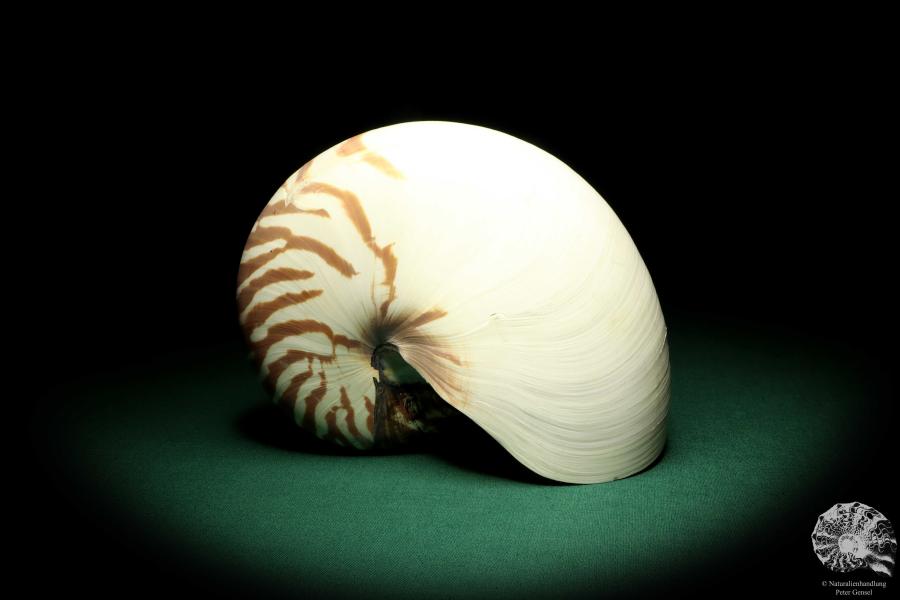 Nautilus pompilius (20078) ein Kopffüßer aus Indopazifik | Conchylien | Kopffüßer