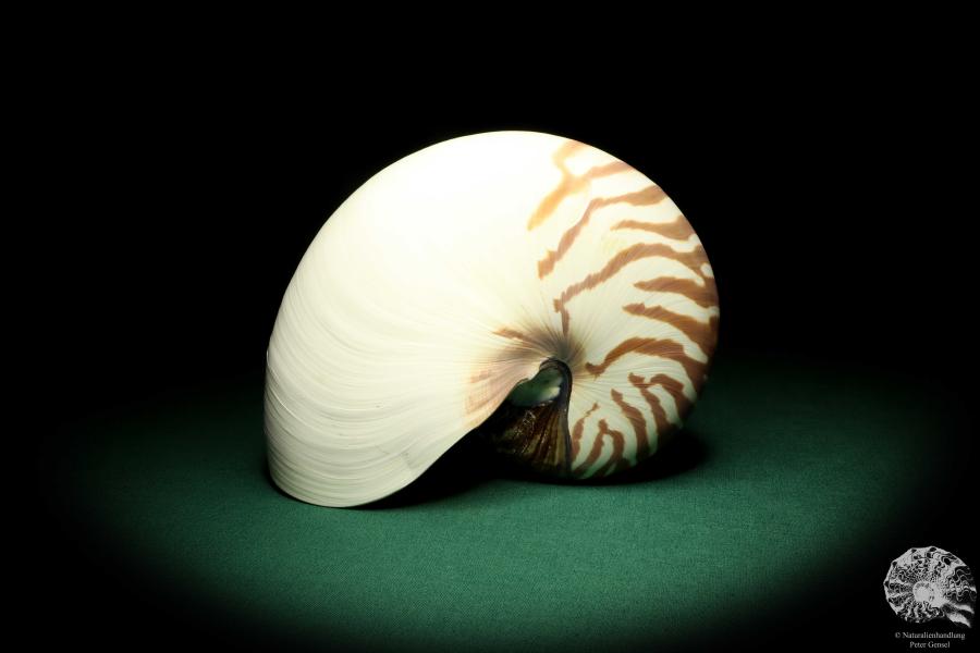 Nautilus pompilius (20078) ein Kopffüßer aus Indopazifik | Conchylien | Kopffüßer