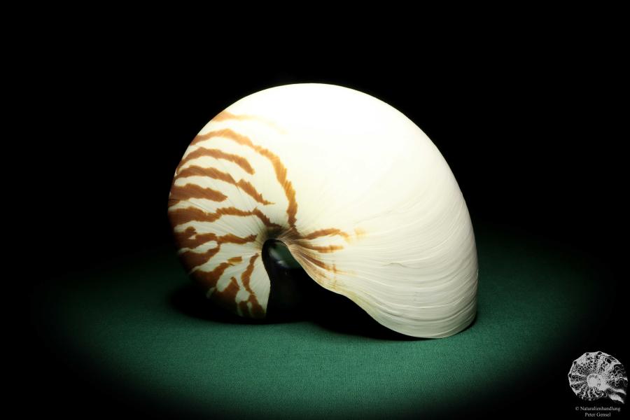 Nautilus pompilius (20079) ein Kopffüßer aus Indopazifik | Conchylien | Kopffüßer