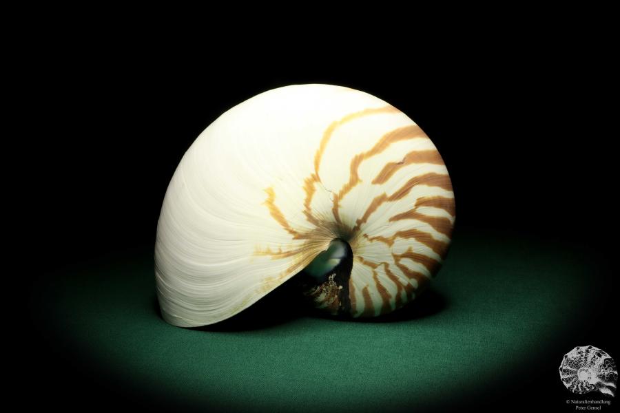 Nautilus pompilius (20080) ein Kopffüßer aus Indopazifik | Conchylien | Kopffüßer