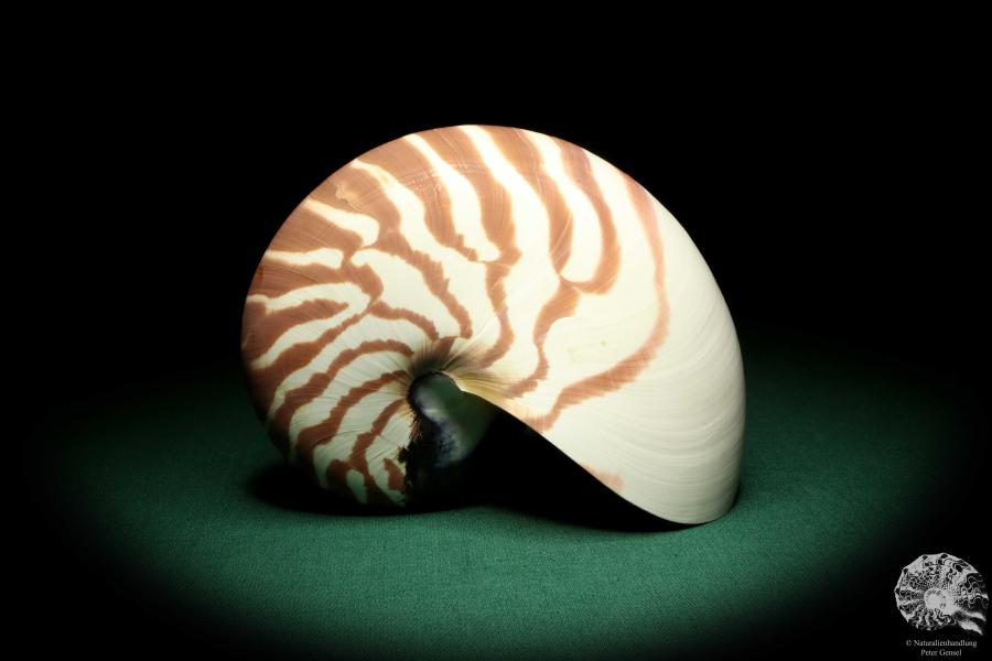 Nautilus pompilius - Indo-Pacific - (20081)