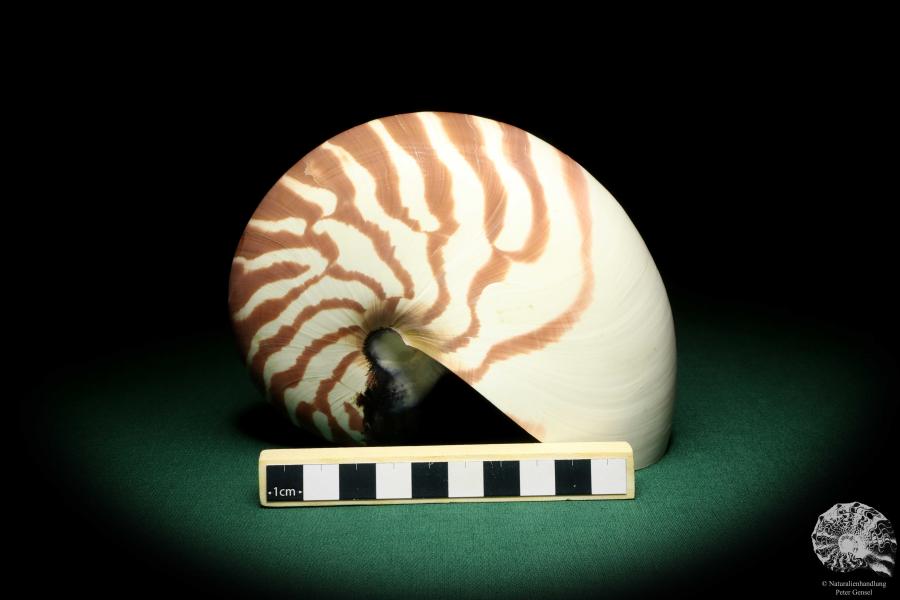 Nautilus pompilius (20081) ein Kopffüßer aus Indopazifik | Conchylien | Kopffüßer