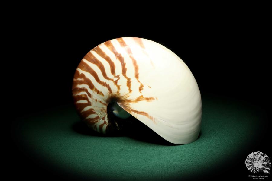 Nautilus pompilius (20083) ein Kopffüßer aus Indopazifik | Conchylien | Kopffüßer