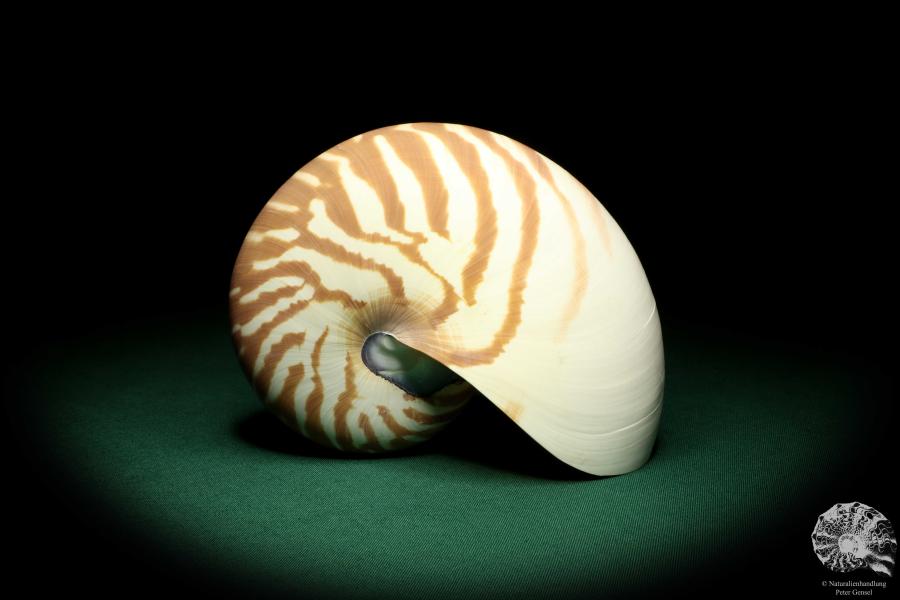 Nautilus pompilius (20089) ein Kopffüßer aus Indopazifik | Conchylien | Kopffüßer