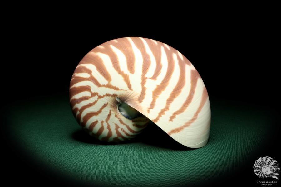 Nautilus pompilius - Indo-Pacific - (20091)