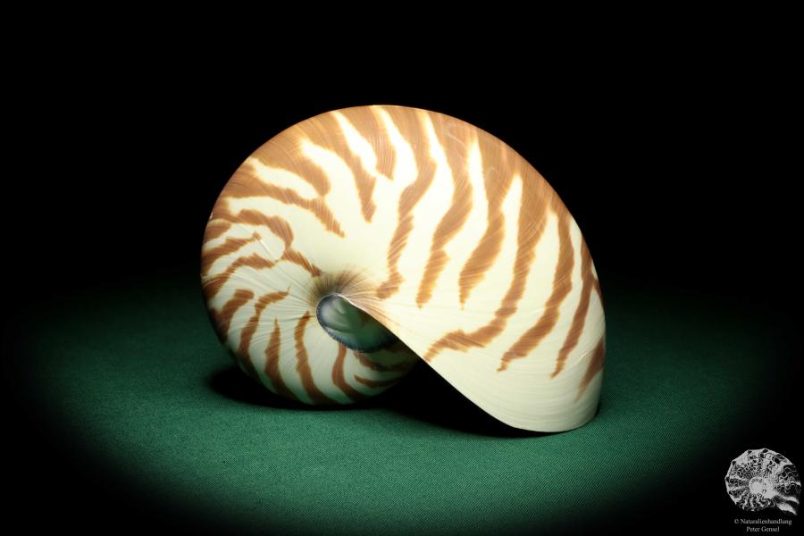 Nautilus pompilius (20092) ein Kopffüßer aus Indopazifik | Conchylien | Kopffüßer