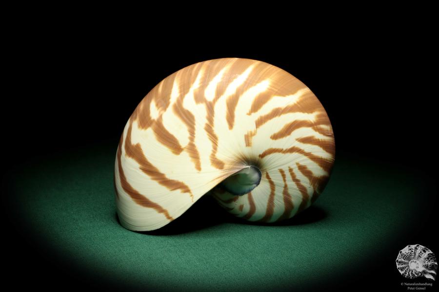 Nautilus pompilius (20092) ein Kopffüßer aus Indopazifik | Conchylien | Kopffüßer