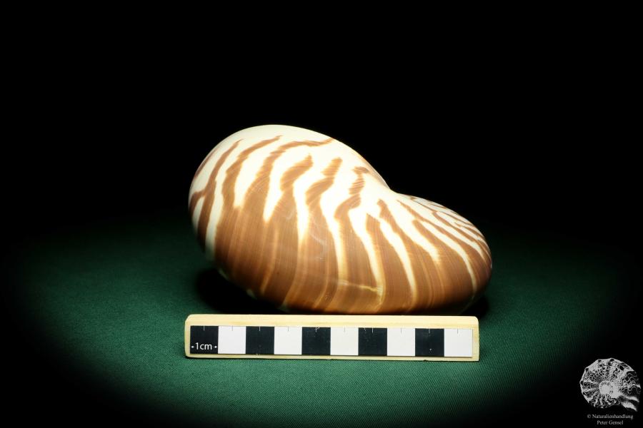 Nautilus pompilius (20092) ein Kopffüßer aus Indopazifik | Conchylien | Kopffüßer