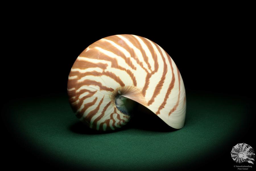 Nautilus pompilius (20094) ein Kopffüßer aus Indopazifik | Conchylien | Kopffüßer