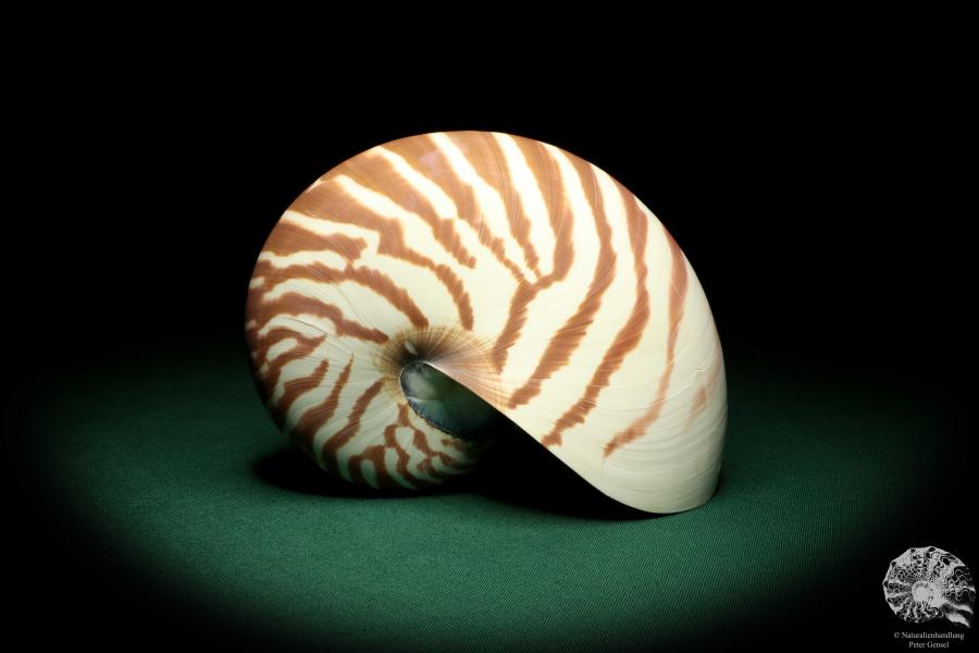 Nautilus pompilius (20094) ein Kopffüßer aus Indopazifik | Conchylien | Kopffüßer