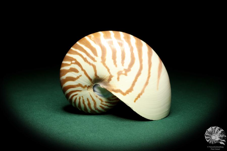 Nautilus pompilius (20099) ein Kopffüßer aus Indopazifik | Conchylien | Kopffüßer