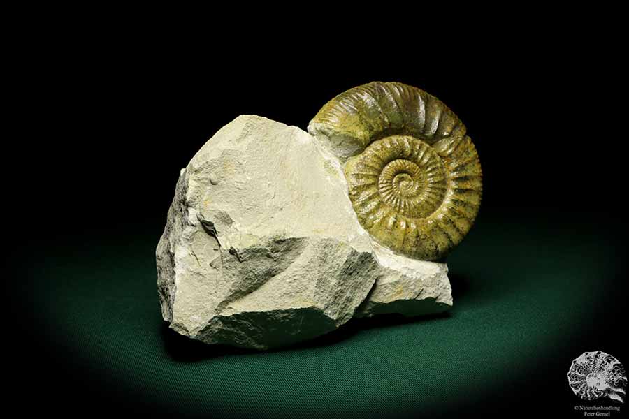 Orthosphinctes proinconditus (20100) a cephalopod from Germany | Fossils | Cephalopods