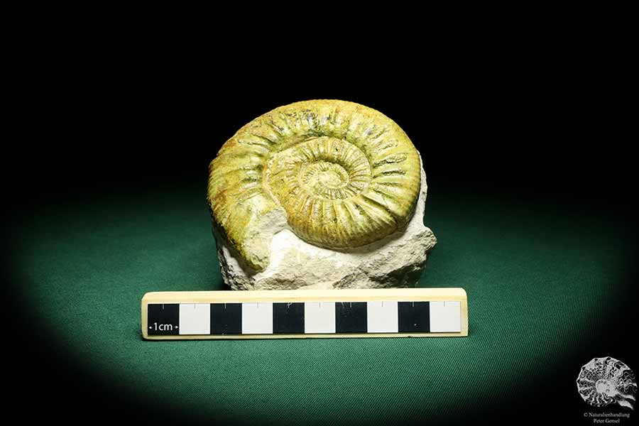 Orthosphinctes proinconditus (20101) ein Kopffüßer aus Deutschland | Fossilien | Kopffüßer