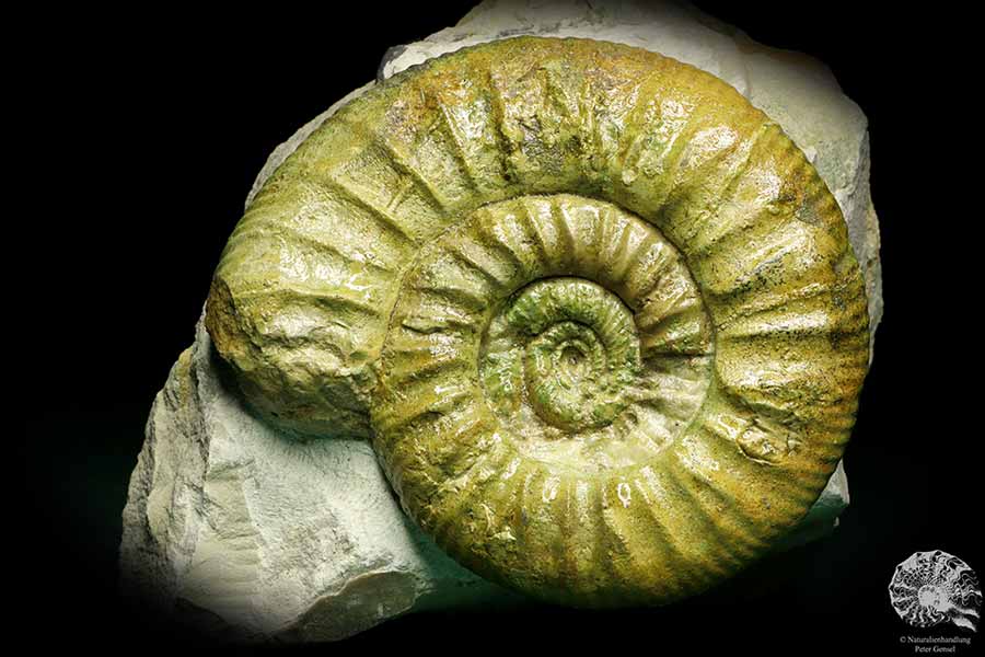 Orthosphinctes proinconditus (20102) ein Kopffüßer aus Deutschland | Fossilien | Kopffüßer