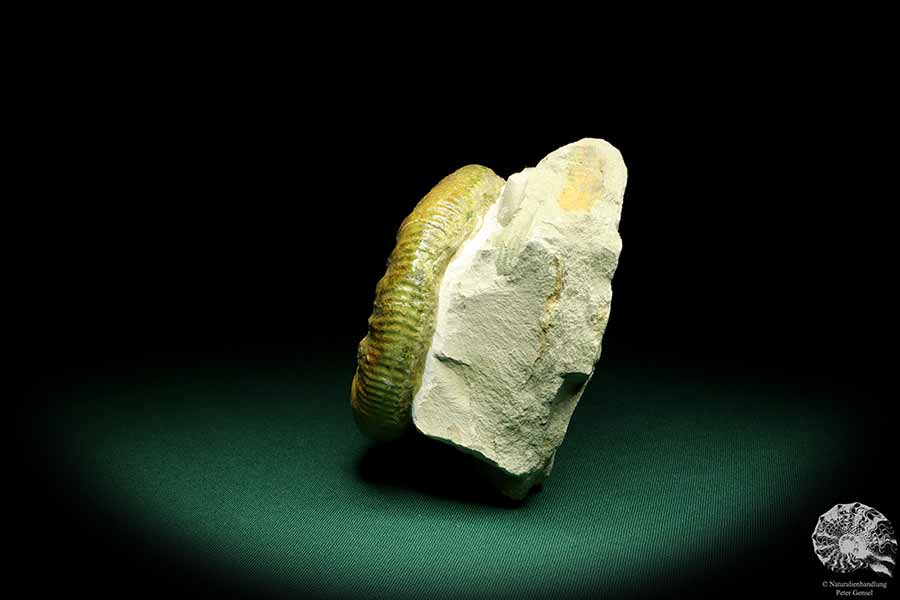 Orthosphinctes proinconditus (20102) ein Kopffüßer aus Deutschland | Fossilien | Kopffüßer