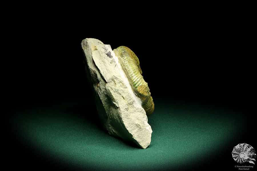 Orthosphinctes proinconditus (20102) ein Kopffüßer aus Deutschland | Fossilien | Kopffüßer