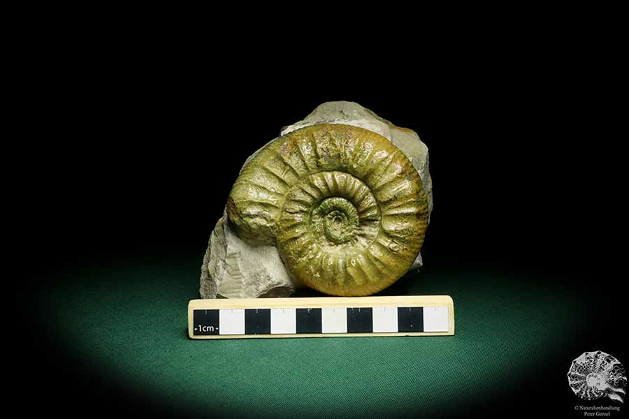 Orthosphinctes proinconditus (20102) ein Kopffüßer aus Deutschland | Fossilien | Kopffüßer