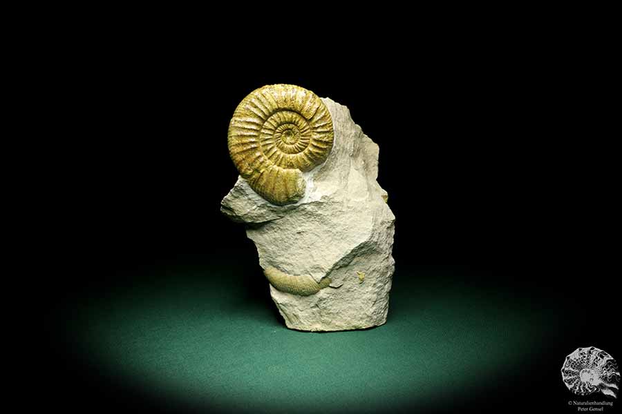 Orthosphinctes proinconditus (20103) ein Kopffüßer aus Deutschland | Fossilien | Kopffüßer