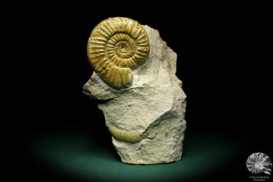 Orthosphinctes proinconditus (20103) ein Kopffüßer aus Deutschland | Fossilien | Kopffüßer