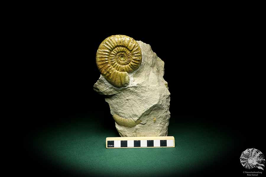 Orthosphinctes proinconditus (20103) ein Kopffüßer aus Deutschland | Fossilien | Kopffüßer